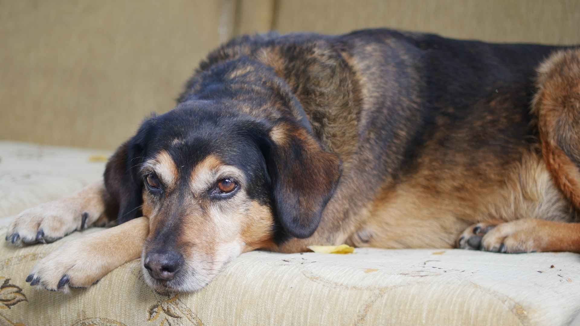perro decaido con hematuria